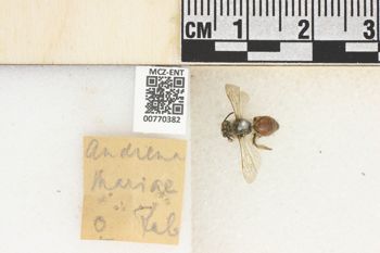 Media type: image;   Entomology 770382 Aspect: Labels